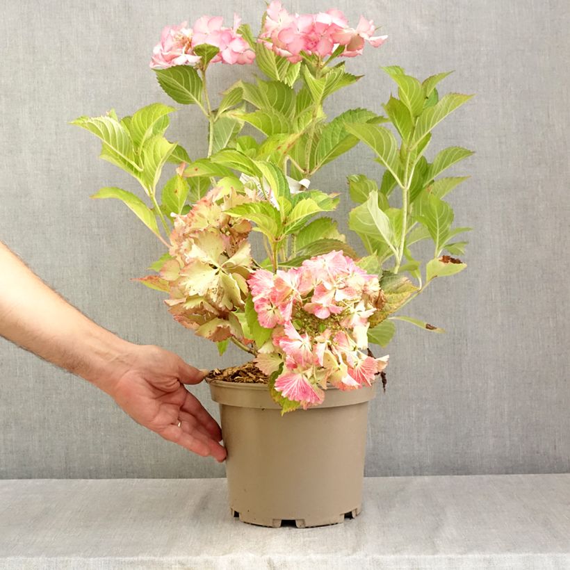 Exemplar von Hydrangea macrophylla Rendez-Vous French Cancan - Bauernhortensie Topf mit 4L/5L wie im Sommer geliefert