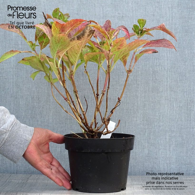 Exemplar von Hydrangea macrophylla Green shadow - Bauernhortensie Topf mit 2L/3L wie im Herbst geliefert