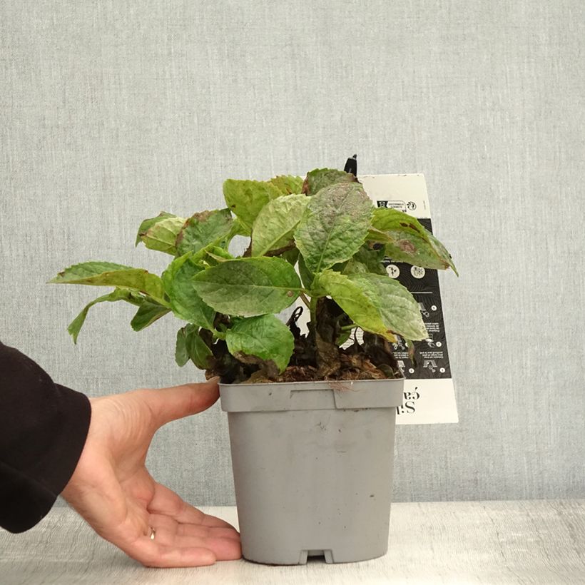 Exemplar von Hydrangea macrophylla Immaculata - Bauernhortensie Topf mit 2L/3L wie im Herbst geliefert
