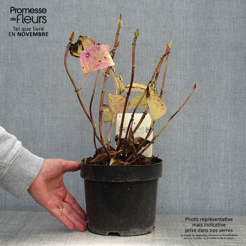 Exemplar von Hydrangea macrophylla Teller Kardinal - Bauernhortensie Topf mit 2L/3L wie im Herbst geliefert