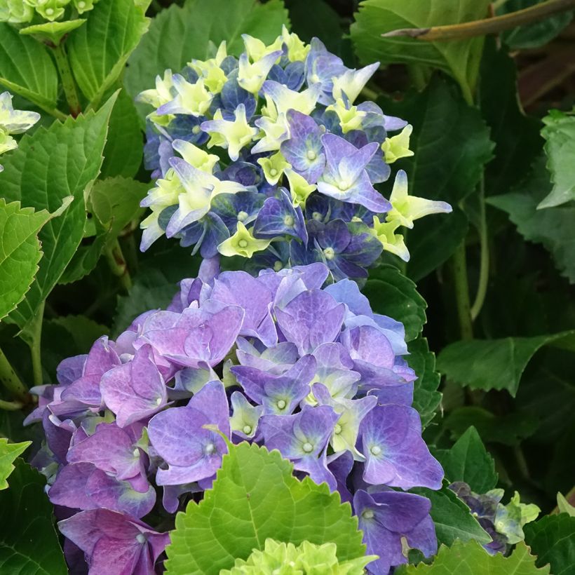 Hydrangea macrophylla Lady Mata Hari - Bauernhortensie (Blüte)