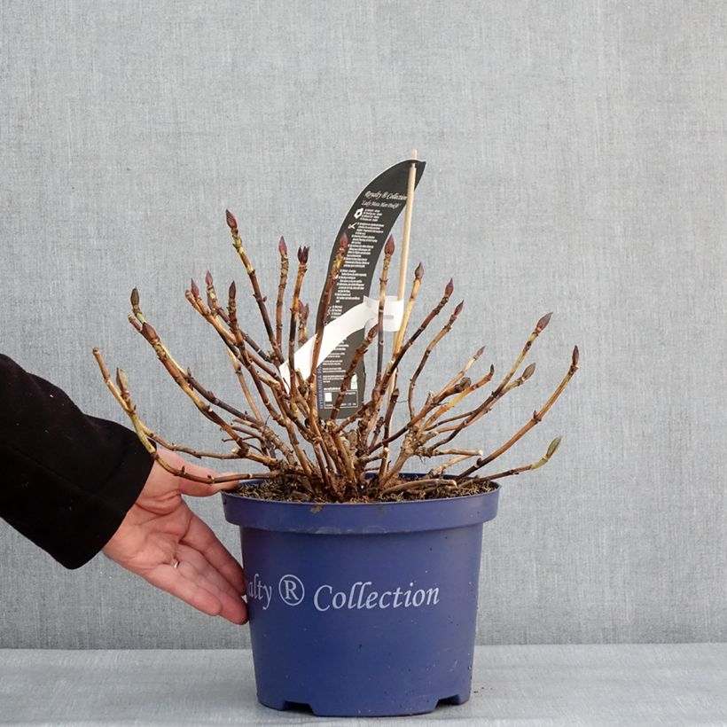 Exemplar von Hydrangea macrophylla Lady Mata Hari - Bauernhortensie Topf mit 4L/5L wie im Winter geliefert