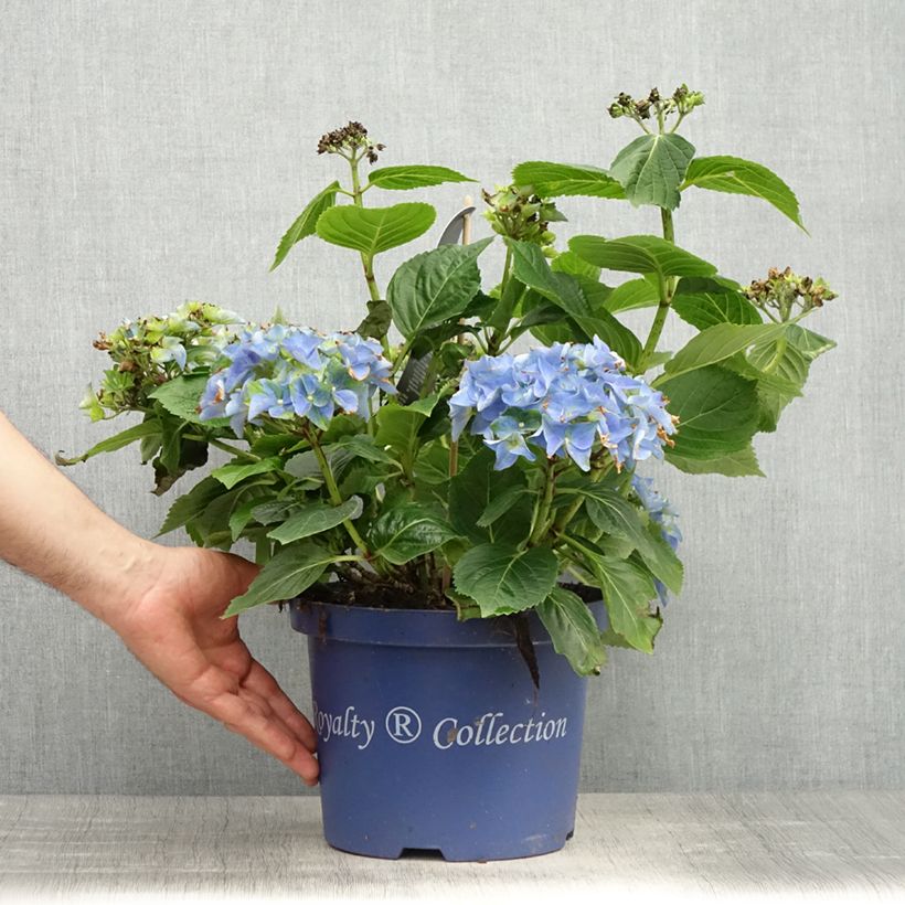 Exemplar von Hydrangea macrophylla Lady Mata Hari - Bauernhortensie Topf mit 2L/3L wie im Frühjahr geliefert