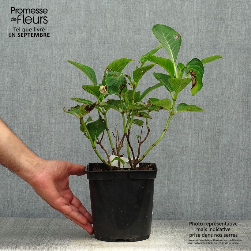Exemplar von Hydrangea macrophylla Lady Nobuko - Bauernhortensie Topf mit 2L/3L wie im Herbst geliefert