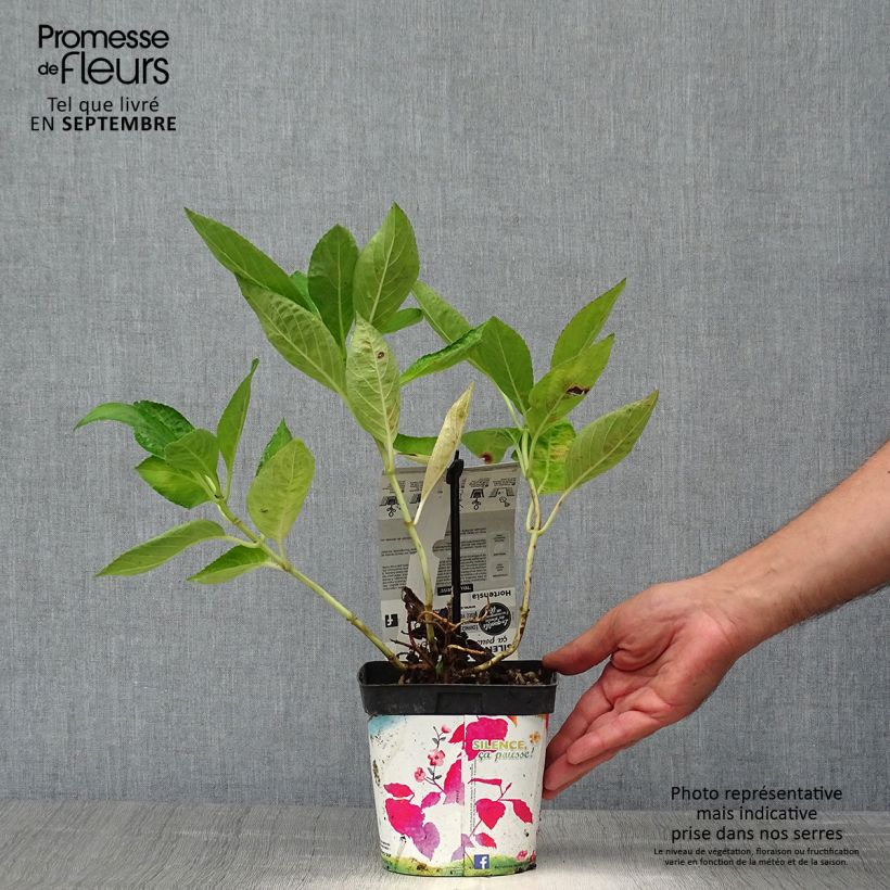 Exemplar von Hydrangea macrophylla Libelle - Bauernhortensie Topf mit 2L/3L wie im Herbst geliefert