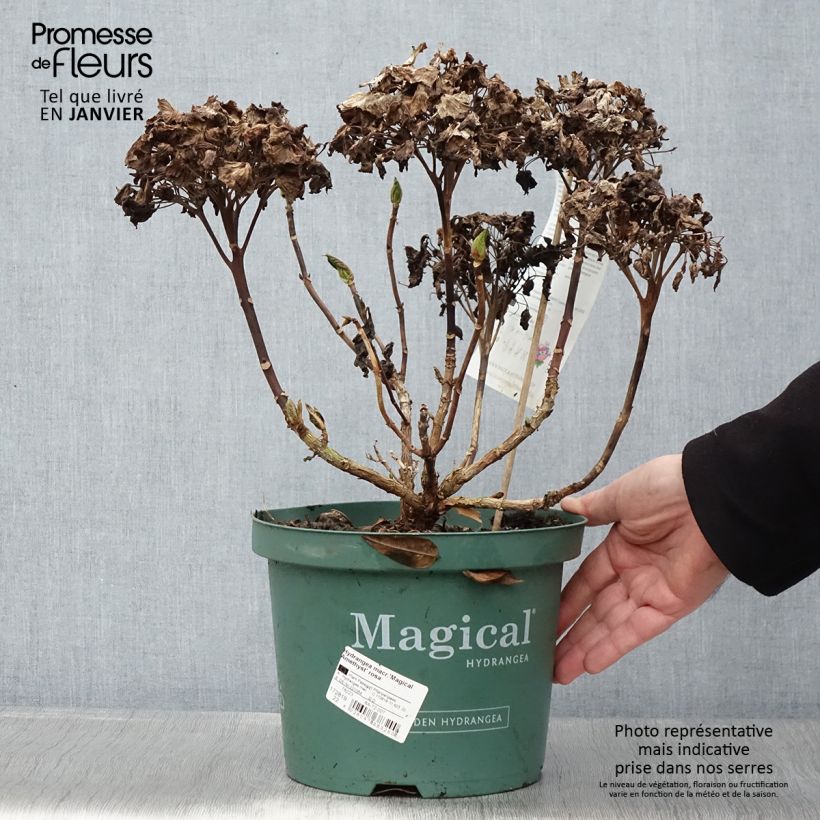 Exemplar von Hydrangea macrophylla Magical Amethyst - Bauernhortensie Topf mit 4L/5L wie im Winter geliefert