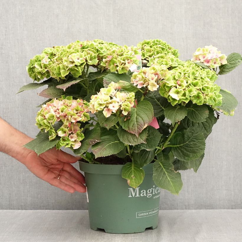Exemplar von Hydrangea macrophylla Magical Amethyst - Bauernhortensie Topf mit 4L/5L wie im Sommer geliefert