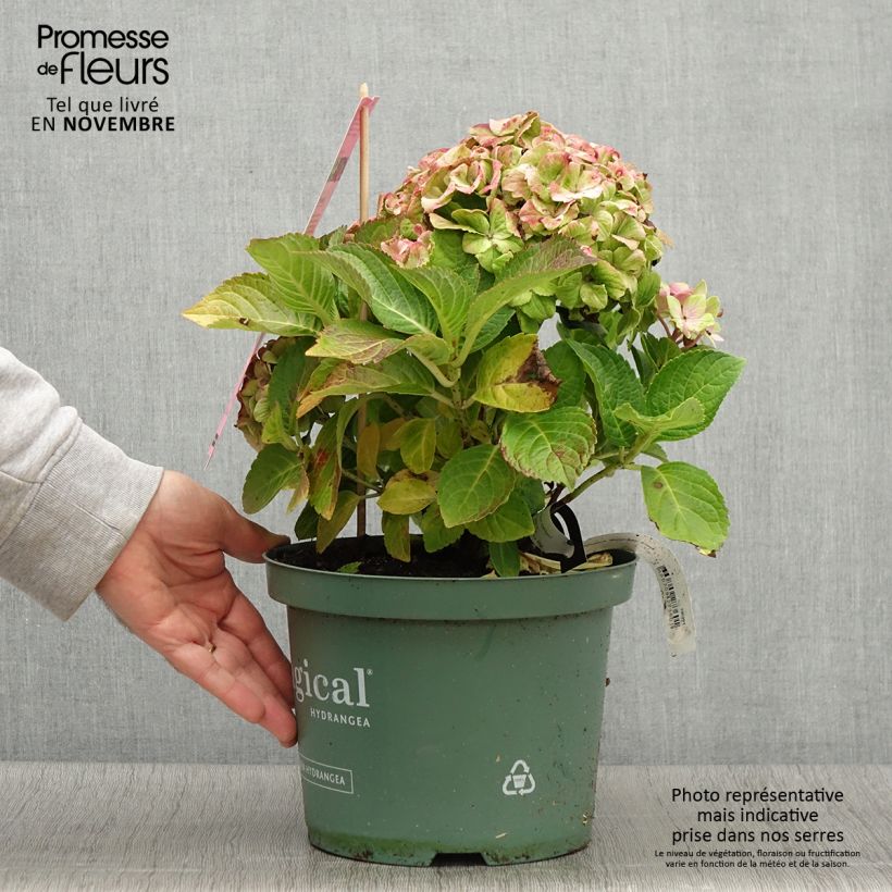 Exemplar von Hydrangea macrophylla Magical Jewel rosa - Bauernhortensie Topf mit 4L/5L wie im Herbst geliefert