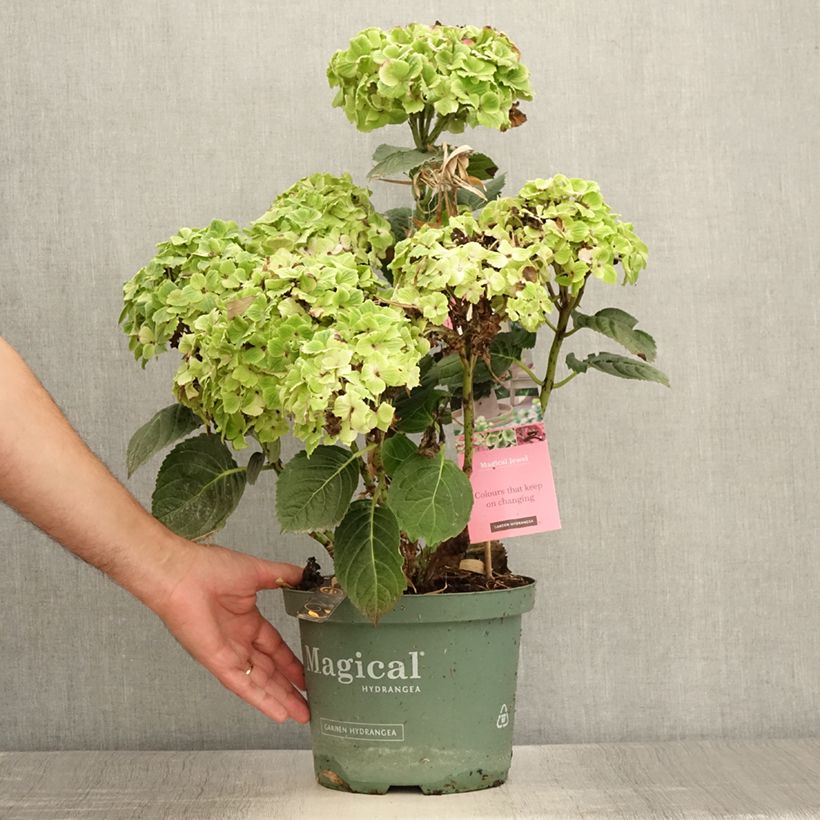 Exemplar von Hydrangea macrophylla Magical Jewel rosa - Bauernhortensie Topf mit 4L/5L wie im Sommer geliefert