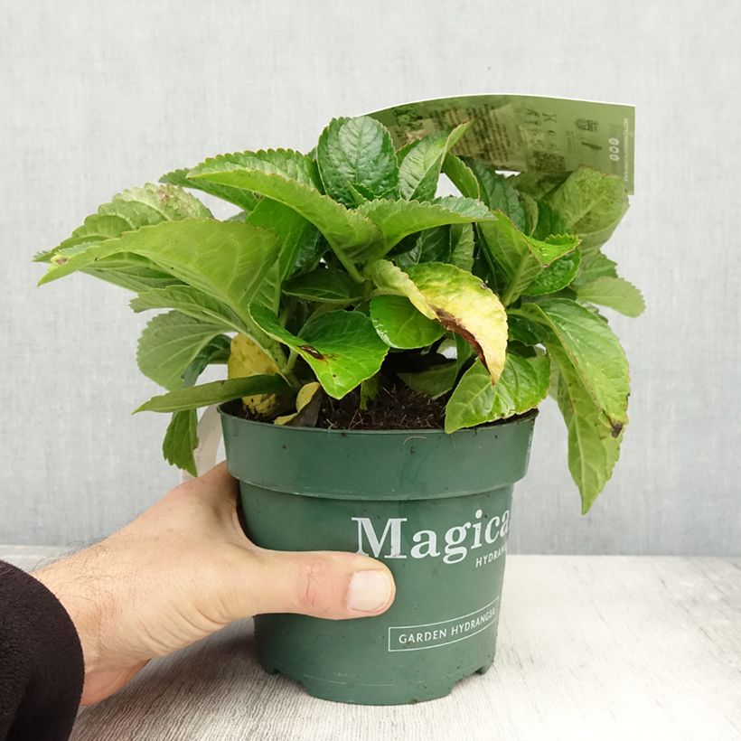 Exemplar von Hydrangea macrophylla Magical Noblesse - Bauernhortensie Topf mit 2L/3L wie im Herbst geliefert