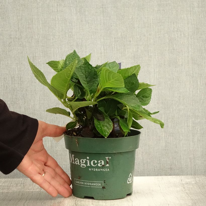 Exemplar von Hydrangea macrophylla Magical Revolution Bleu - Bauernhortensie Topf mit 1,5L/2L wie im Herbst geliefert