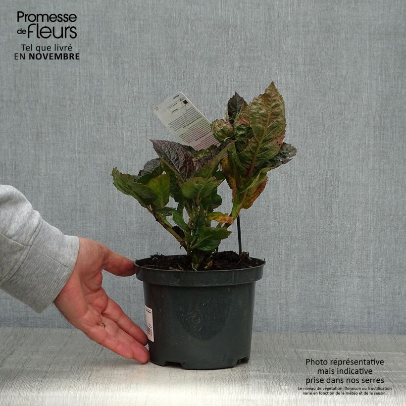 Exemplar von Hydrangea macrophylla Merveille Sanguine - Bauernhortensie Topf mit 2L/3L wie im Herbst geliefert