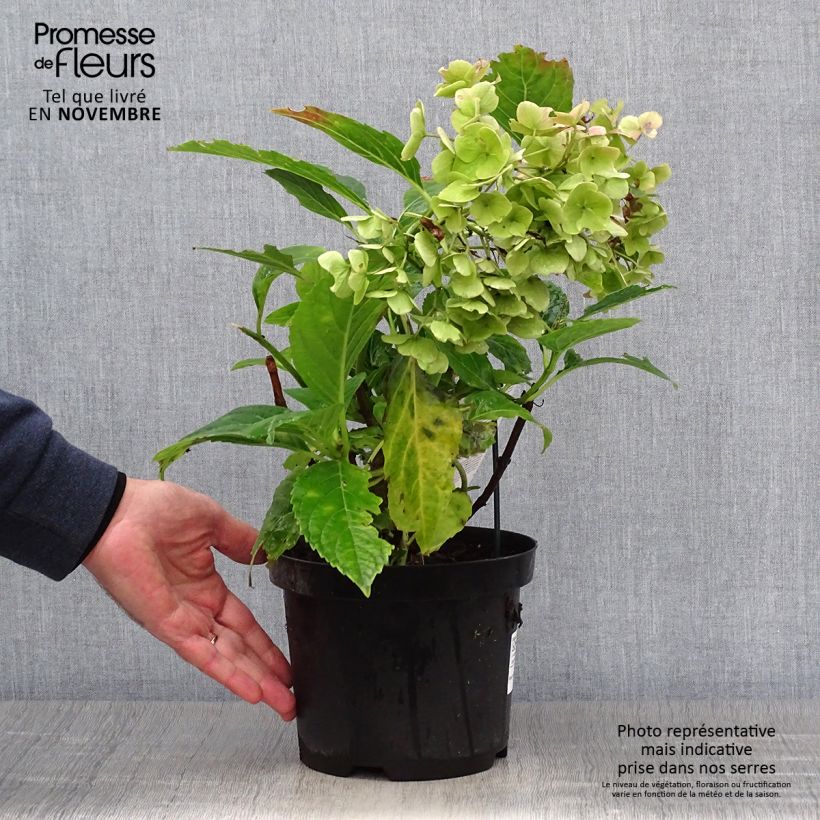 Exemplar von Hydrangea macrophylla Teller Messalina - Bauernhortensie Topf mit 2L/3L wie im Herbst geliefert