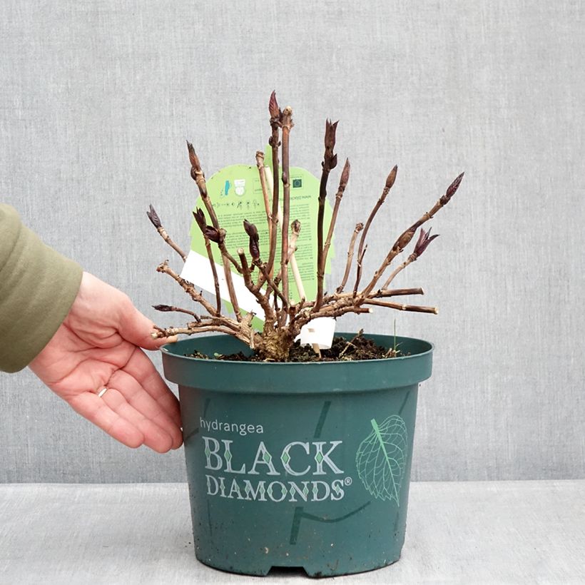 Exemplar von Hydrangea macrophylla 'Hokomamipe'  Midnight Pearl - Bauernhortensie Topf mit 4L/5L wie im Winter geliefert