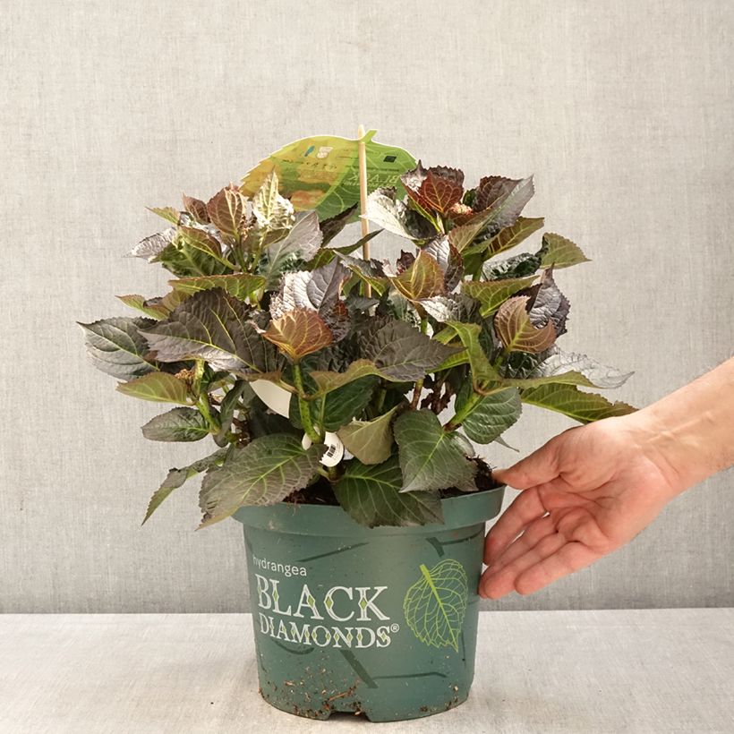 Exemplar von Hydrangea macrophylla 'Hokomamipe'  Midnight Pearl - Bauernhortensie Topf mit 4L/5L wie im Frühjahr geliefert