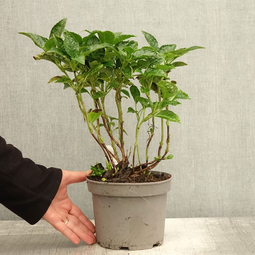 Exemplar von Hydrangea macrophylla Pia - Bauernhortensie Topf mit 2L/3L wie im Herbst geliefert