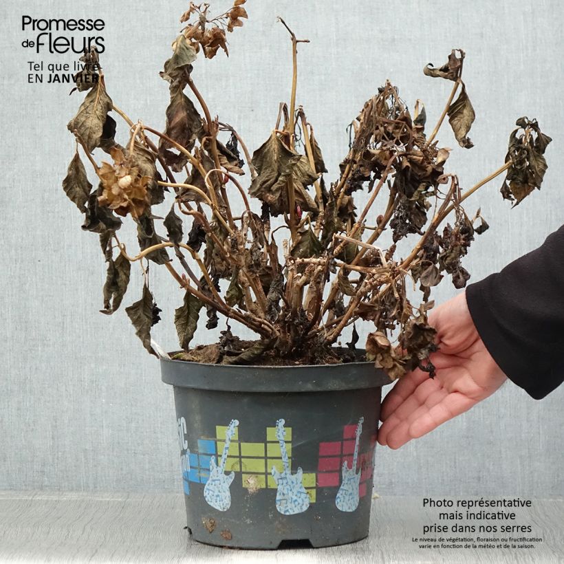 Exemplar von Hydrangea macrophylla Pink Pop - Bauernhortensie Topf mit 4L/5L wie im Winter geliefert