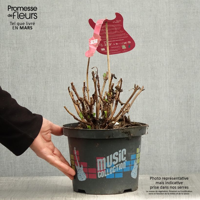 Exemplar von Hydrangea macrophylla Pink Pop - Bauernhortensie Topf mit 4L/5L wie im Frühjahr geliefert