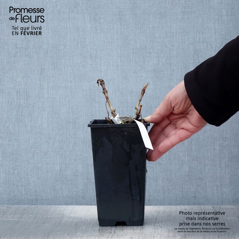 Exemplar von Hydrangea macrophylla Princess Diana - Bauernhortensie Topf mit 1,5L/2L wie im Winter geliefert