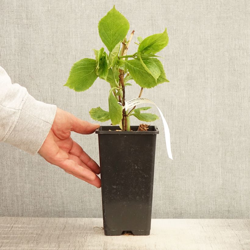 Exemplar von Hydrangea macrophylla Princess Diana - Bauernhortensie Topf mit 1,5L/2L wie im Frühjahr geliefert