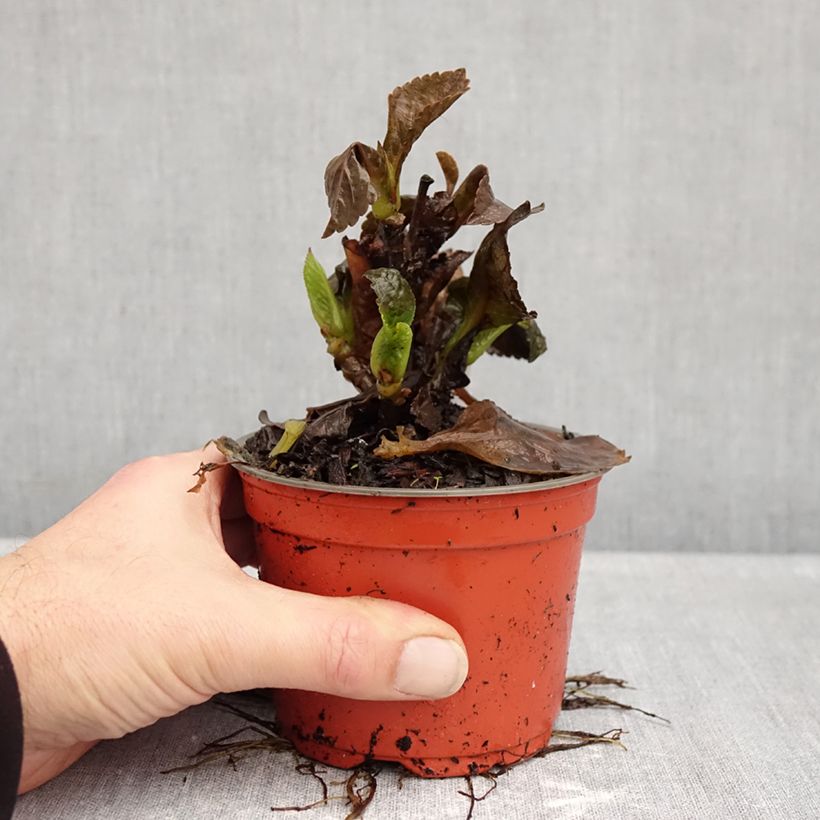 Exemplar von Hydrangea macrophylla Rebellion Choco Love - Bauernhortensie Topf 12 cm / 13 cm wie im Herbst geliefert