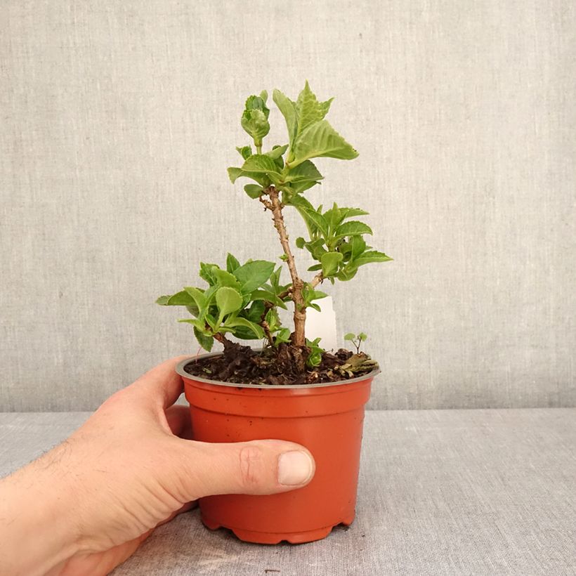 Exemplar von Hortensia - Hydrangea macrophylla Rebellion Ferrari Love Topf 12 cm / 13 cm wie im Frühjahr geliefert