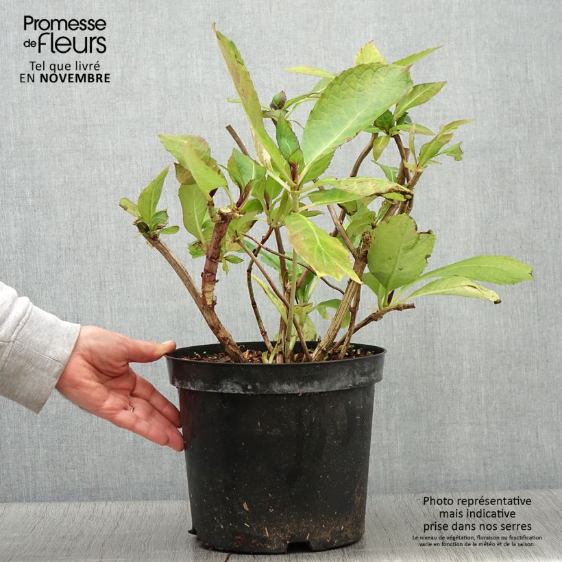 Exemplar von Hydrangea macrophylla Red Ace - Bauernhortensie Topf mit 4L/5L wie im Herbst geliefert