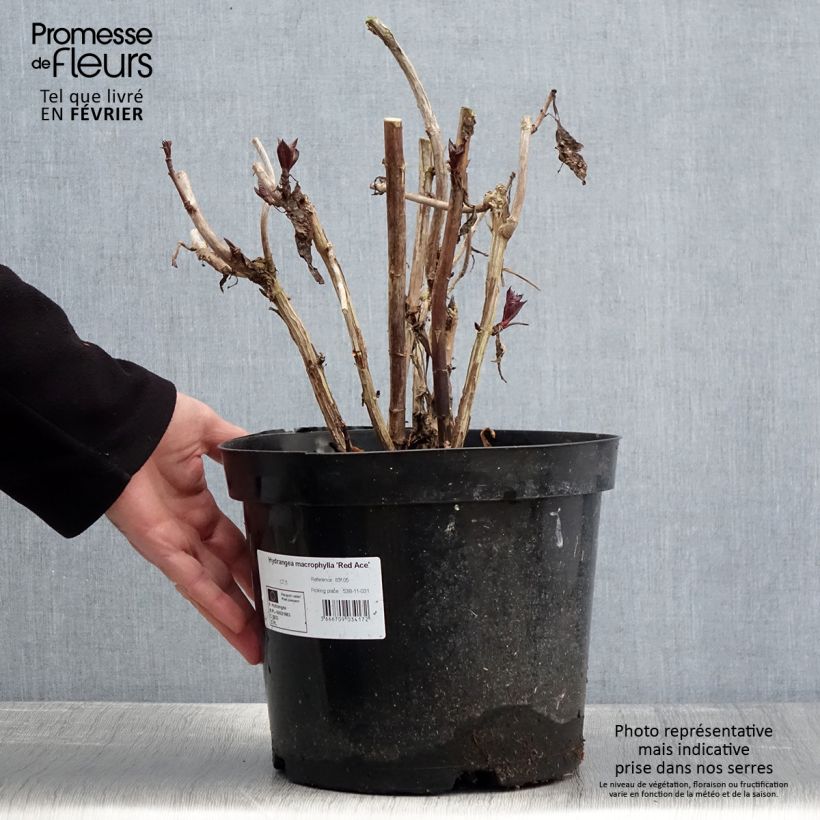 Exemplar von Hydrangea macrophylla Red Ace - Bauernhortensie Topf mit 4L/5L wie im Winter geliefert