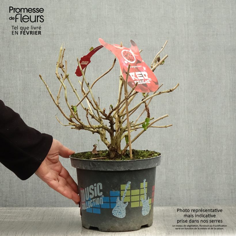 Exemplar von Hydrangea macrophylla Music Collection Red Reggae - Bauernhortensie Topf mit 4L/5L wie im Winter geliefert
