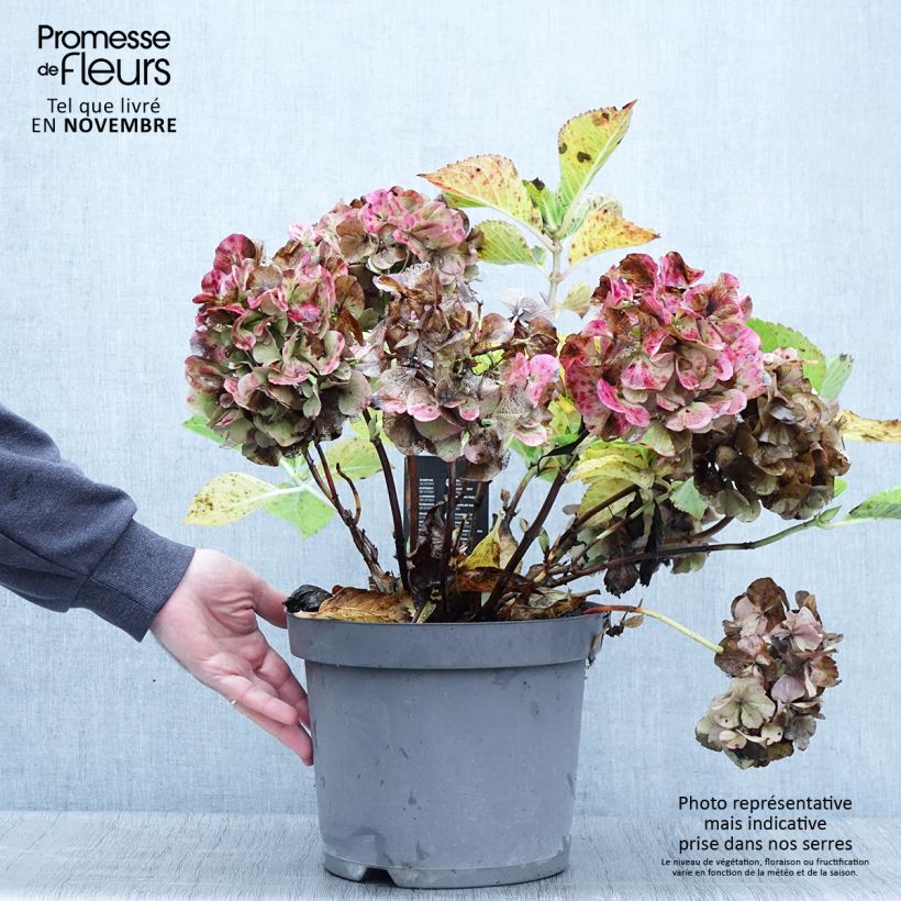 Exemplar von Hydrangea macrophylla Rosita - Bauernhortensie Topf mit 7,5L/10L wie im Herbst geliefert