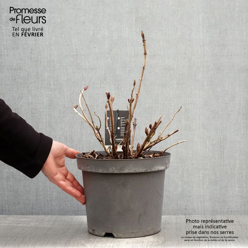 Exemplar von Hydrangea macrophylla Rosita - Bauernhortensie Topf mit 7,5L/10L wie im Winter geliefert