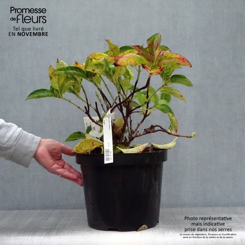 Exemplar von Hydrangea macrophylla Rotschwanz - Bauernhortensie Topf mit 7,5L/10L wie im Herbst geliefert
