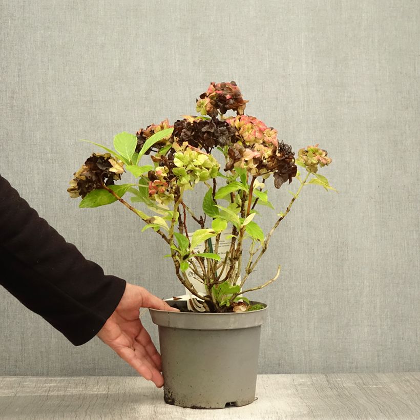 Exemplar von Hydrangea macrophylla Schloss Wackerbarth - Bauernhortensie Topf mit 3L/4L wie im Herbst geliefert
