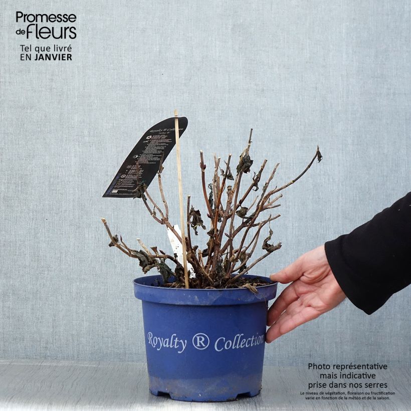 Exemplar von Hydrangea macrophylla Dutch Ladies Selma - Bauernhortensie Topf mit 4L/5L wie im Winter geliefert