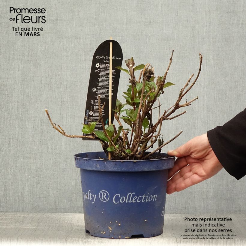 Exemplar von Hydrangea macrophylla Dutch Ladies Selma - Bauernhortensie Topf mit 4L/5L wie im Frühjahr geliefert