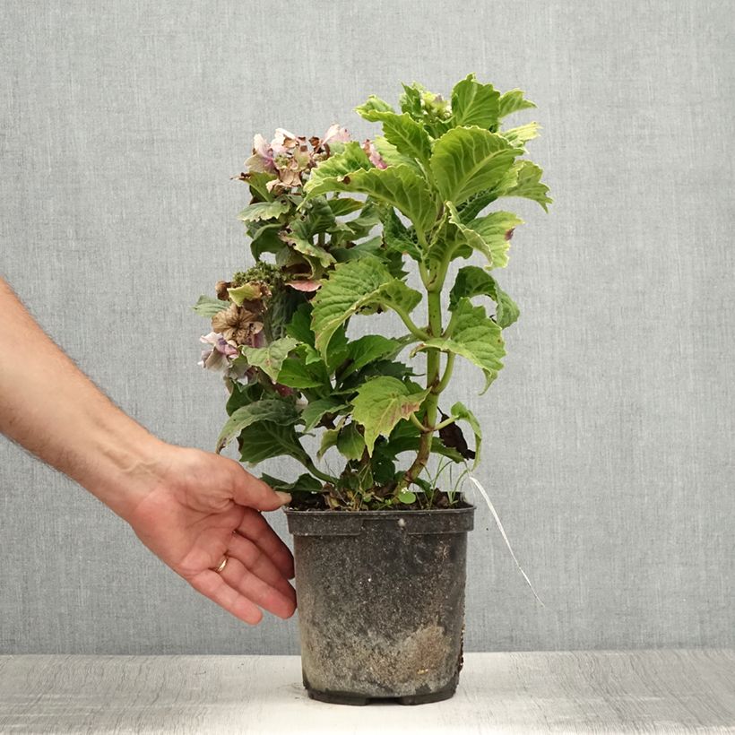 Exemplar von Hydrangea macrophylla So Long Starlit Sky - Bauernhortensie Topf mit 3L/4L wie im Sommer geliefert