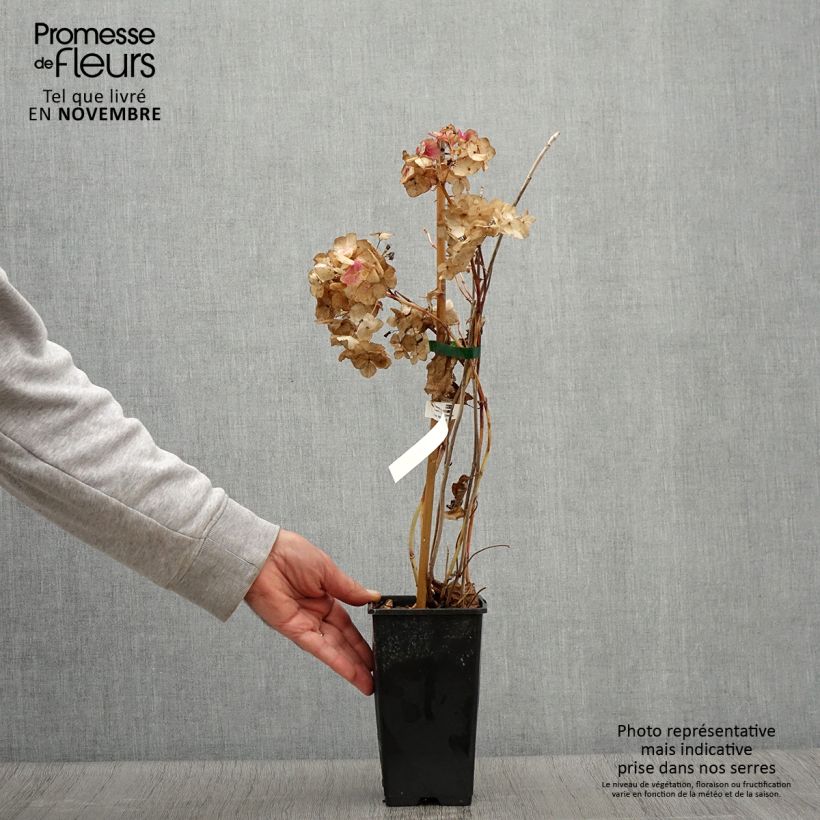 Exemplar von Hydrangea macrophylla So Long Rosy - Bauernhortensie Topf mit 1,5L/2L wie im Herbst geliefert
