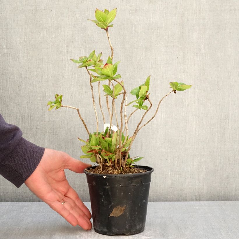 Exemplar von Hydrangea macrophylla So Long Rosy - Bauernhortensie Topf mit 1,5L/2L wie im Frühjahr geliefert