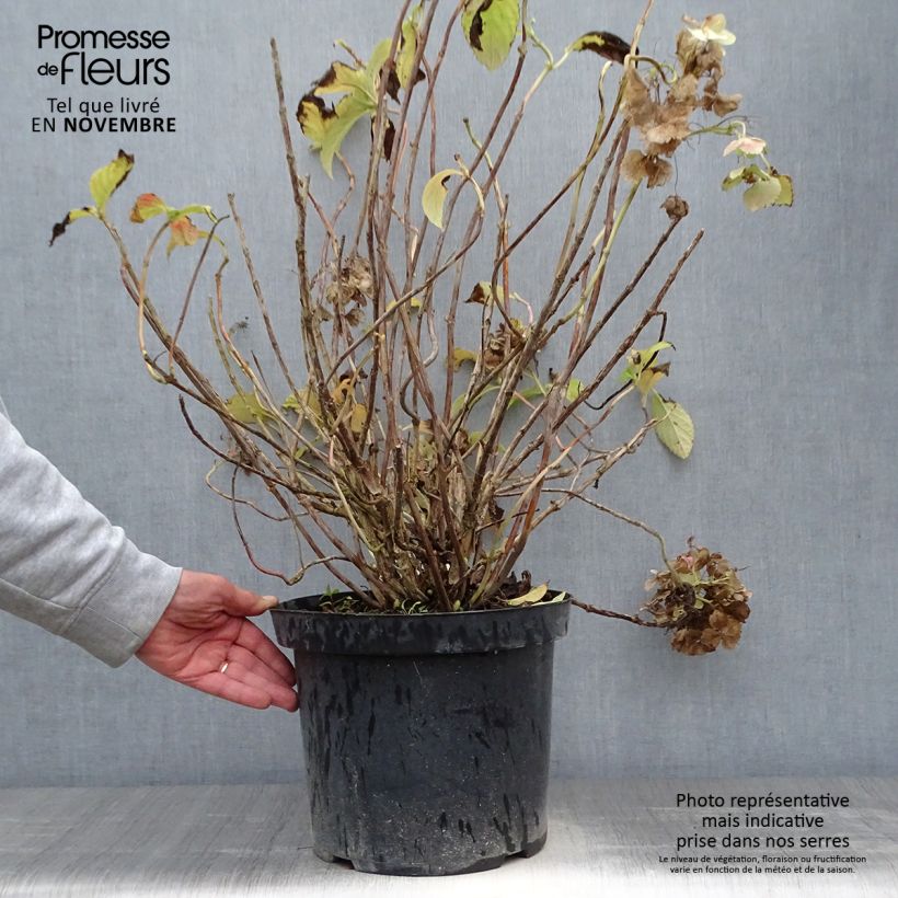 Exemplar von Hydrangea macrophylla Soeur Thérèse - Bauernhortensie Topf mit 7,5L/10L wie im Herbst geliefert