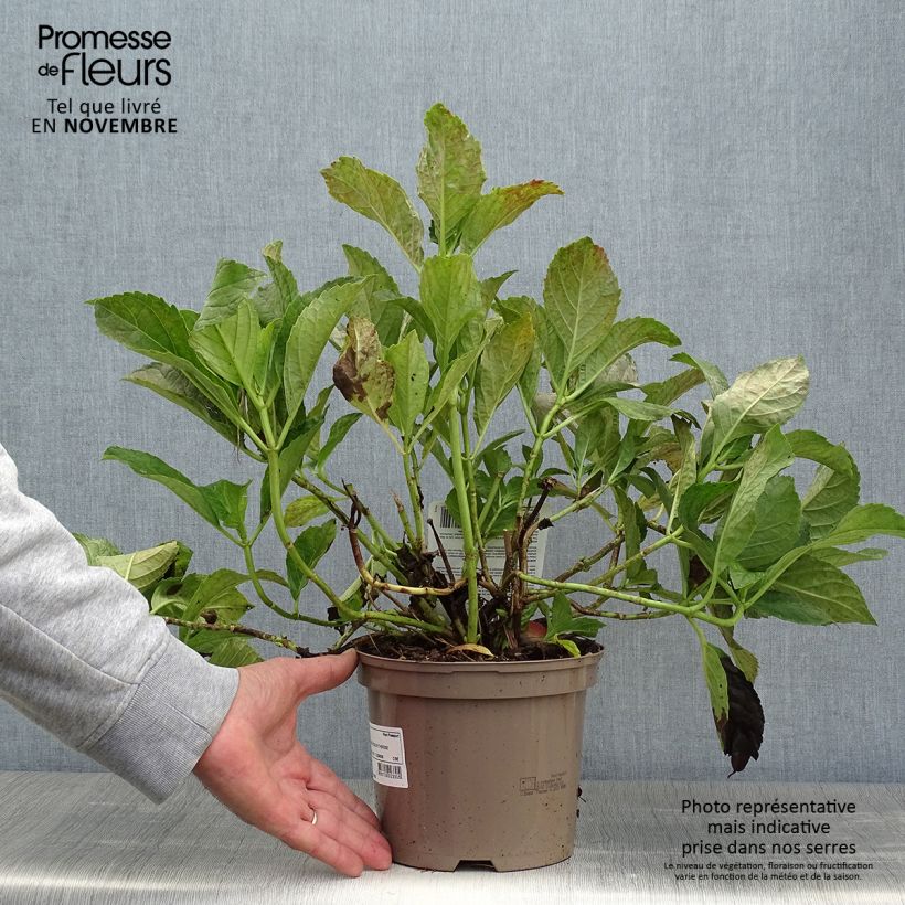 Exemplar von Hydrangea macrophylla Soeur Thérèse - Bauernhortensie Topf mit 2L/3L wie im Herbst geliefert