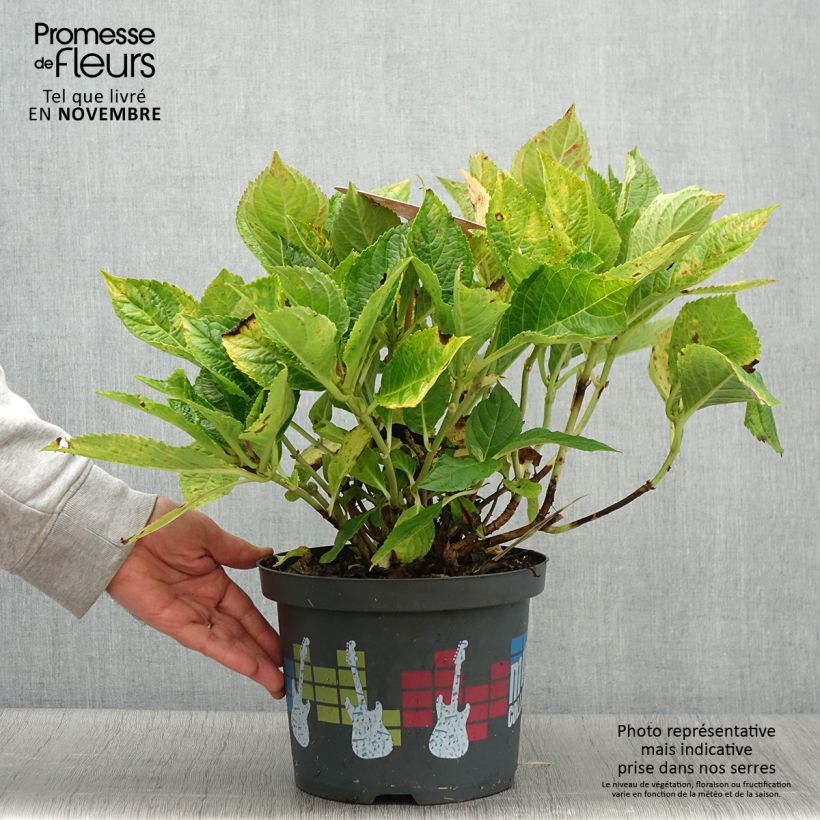 Exemplar von Hydrangea macrophylla Soft Pink Salsa - Bauernhortensie Topf mit 4L/5L wie im Herbst geliefert