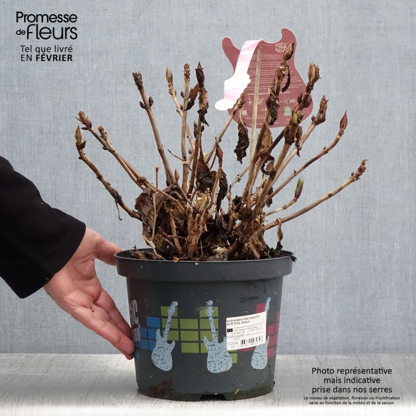 Exemplar von Hydrangea macrophylla Soft Pink Salsa - Bauernhortensie Topf mit 4L/5L wie im Winter geliefert