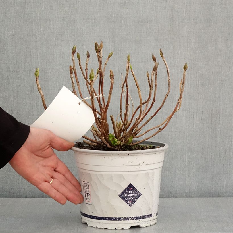 Exemplar von Hydrangea macrophylla Stellar Pink - Bauernhortensie Topf mit 4L/5L wie im Winter geliefert