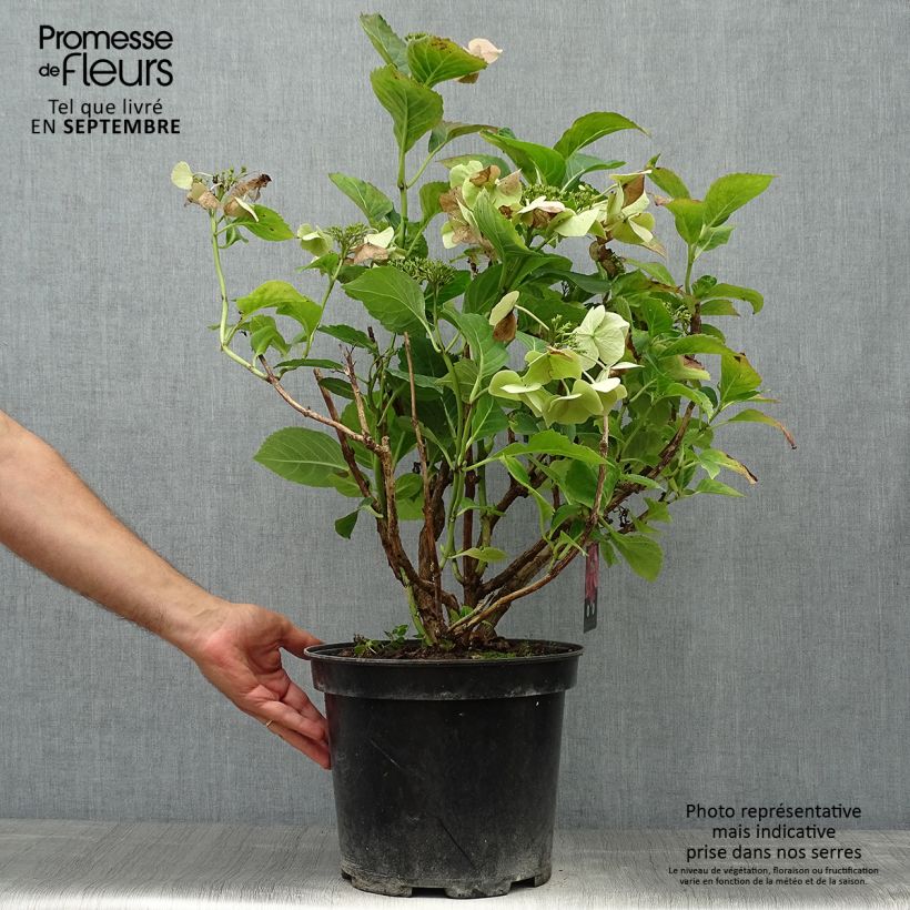 Exemplar von Hydrangea macrophylla Teller Pink - Bauernhortensie Topf mit 7,5L/10L wie im Herbst geliefert