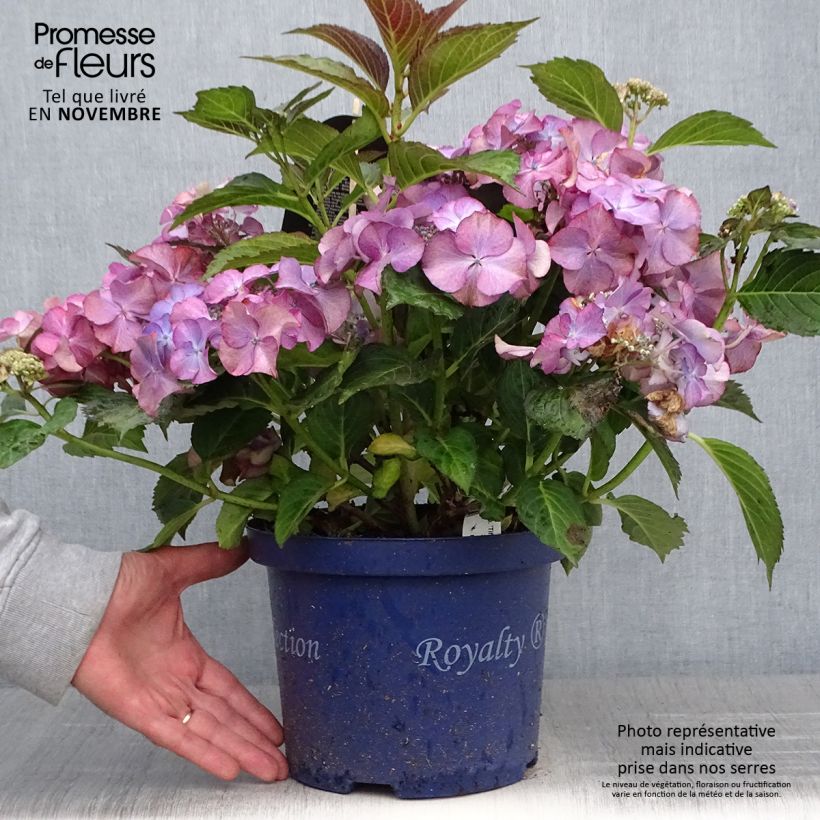 Exemplar von Hydrangea macrophylla Tiffany - Bauernhortensie Topf mit 4L/5L wie im Herbst geliefert