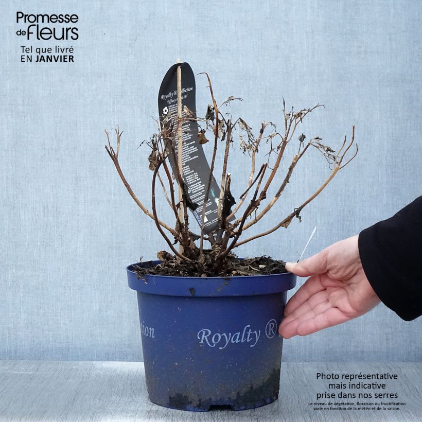 Exemplar von Hydrangea macrophylla Tiffany - Bauernhortensie Topf mit 4L/5L wie im Winter geliefert