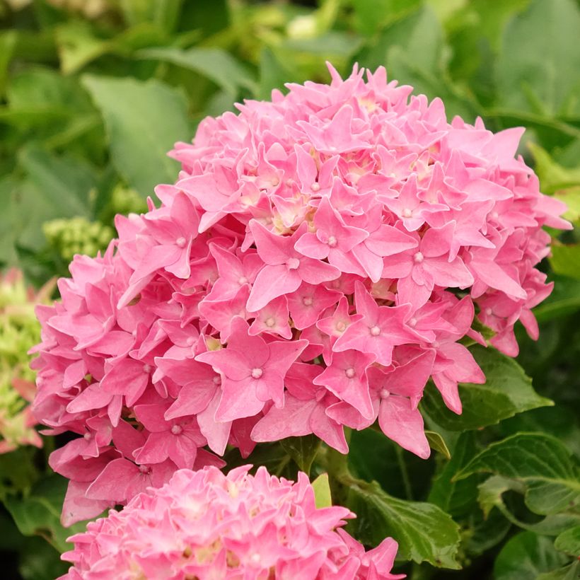Hydrangea macrophylla Tovelit - Bauernhortensie (Blüte)