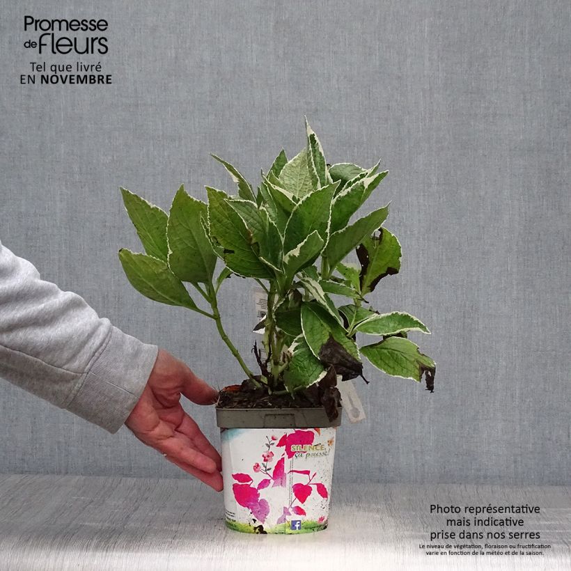 Exemplar von Hydrangea macrophylla Tricolor - Bauernhortensie Topf mit 2L/3L wie im Herbst geliefert