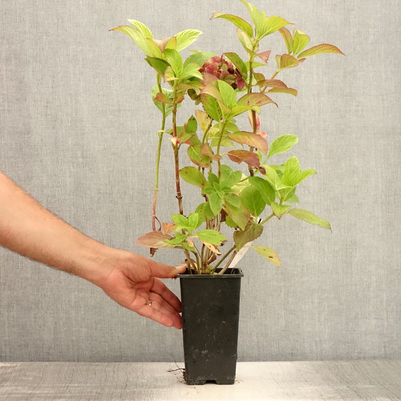 Exemplar von Hydrangea macrophylla Valvert - Bauernhortensie Topf mit 1,5L/2L wie im Sommer geliefert