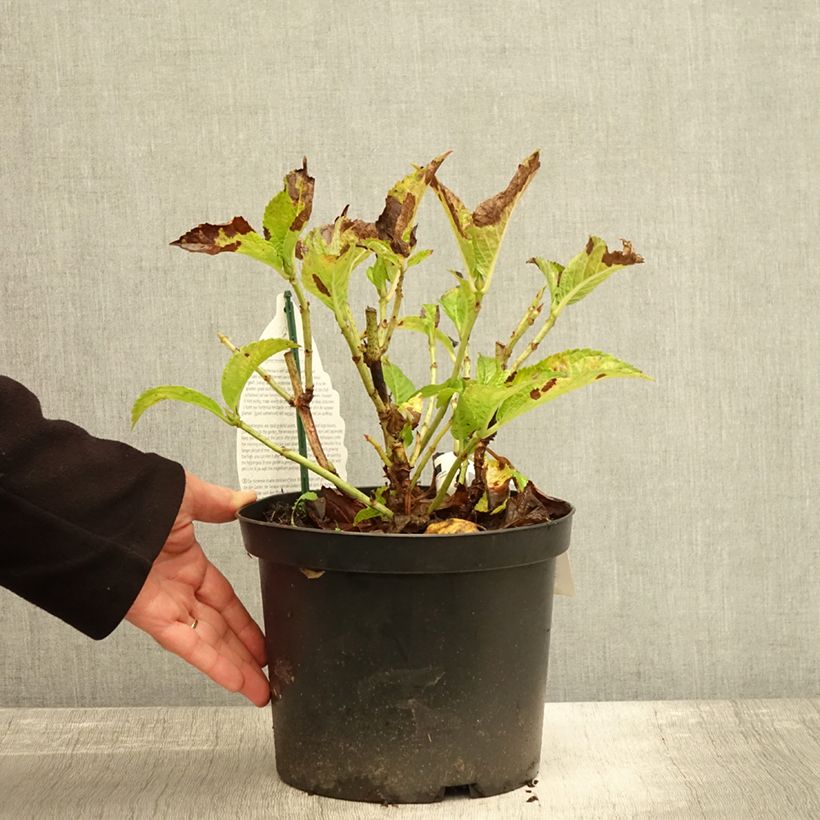 Exemplar von Hydrangea macrophylla Verdi - Bauernhortensie Topf mit 4L/5L wie im Herbst geliefert